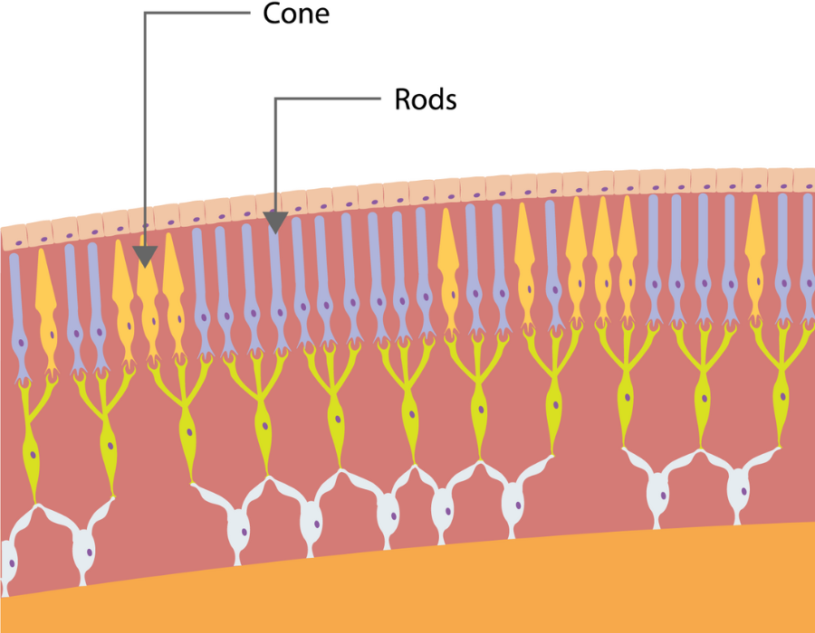 Cones and rods diagram
